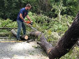 Why Choose Our Tree Removal Services in Camp Springs, MD?