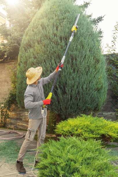 Best Sod Installation  in Camp Springs, MD